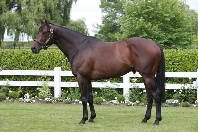 Cambridge Stud's Almanzor. Photo: Supplied