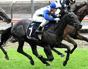 New stakes winner for Bay of Plenty breeder