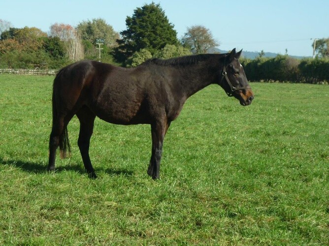 Honor Bound who is enjoying her retirement at Club Med Lodge as a nanny. - Photo: Supplied