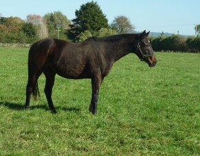 Honoring a family legacy