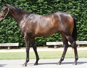 NZB Insurance Pearl Series Bonus race target for Indecision the right decision