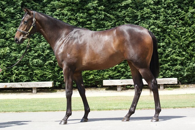 Indecision pictured as a yearling in Little Avondale Stud's 2015 Karaka Premier yearling draft