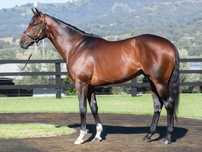 Highview Stud will become the new base for exciting young stallion, Santos - Photo: Supplied
