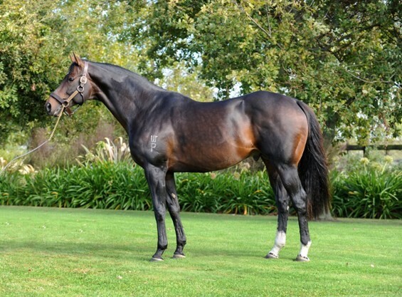 Road To Rock, sire of champion Hong Kong galloper Beauty Generation, will stand at $5,000 +GST this season - Supplied