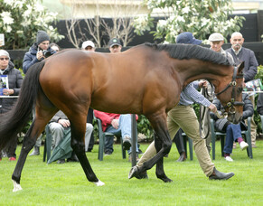 2020 gavelhouse.com stallion parade schedule