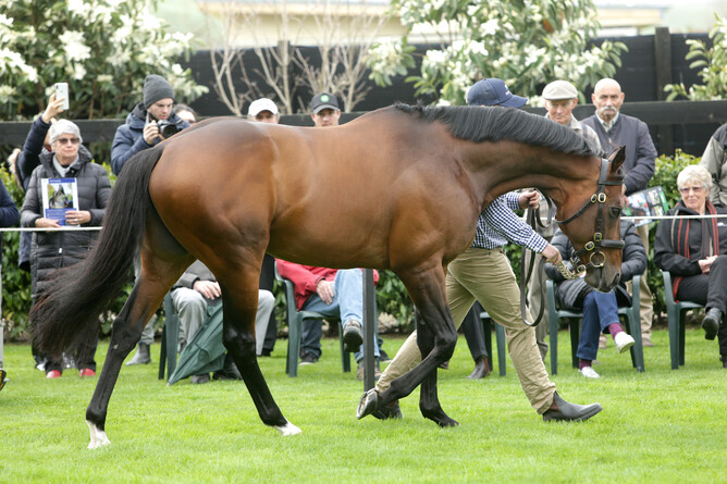 Staphanos on parade at Novara Park. Photo: Supplied