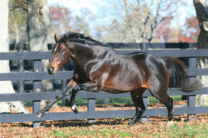 Proven stallion Niagara will relocate to Hawke’s Bay ahead of the 2023 breeding season - Photo: Trish Dunell