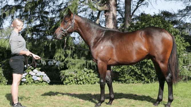 Lot 187, the Proisir colt out of Group One-producing mare Leigh Valley.  - Photo: Supplied