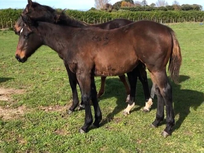 Derryn x Velocious Satin filly