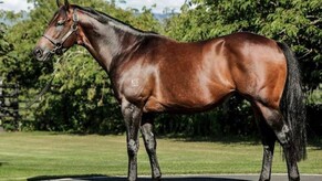Rock &lsquo;N&rsquo; Pop now standing at Okawa Stud