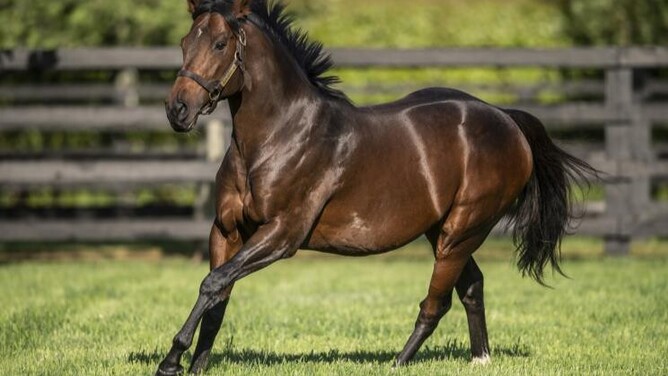 Haunui Farm shuttle stallion Ribchester  - Photo: Supplied