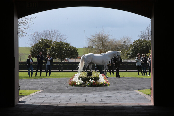 Reliable Man on parade at Westbury. - Photo: Trish Dunell