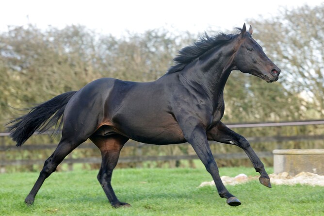 Rich Hill Stud stallion Vadamos will stand for a fee of $15,000+GST this coming breeding season. - Photo: Supplied