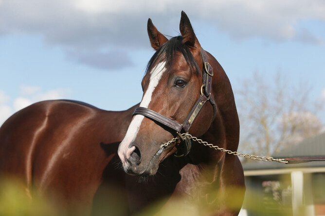 Haunui Farm's Belardo. Photo: Trish Dunell