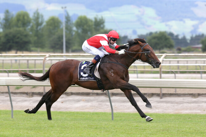 Mongolian Falcon (pictured) scored his first win as a sire at Riccarton last Friday. - Photo: Trish Dunell