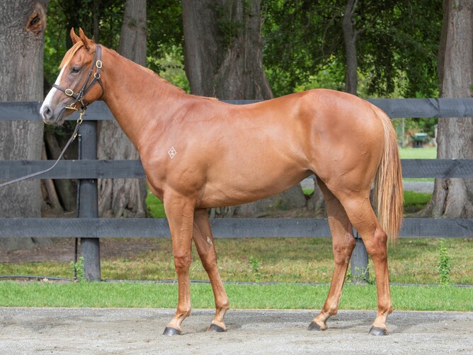 Lot 436, the Russian Revolution – Myakka Park filly from Inglewood Stud Photo Credit: Supplied