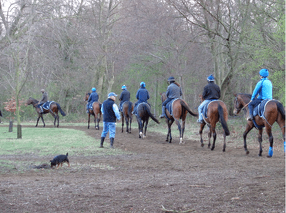 Sir Michael Stoute giving final instructions before horses head out onto the Limekiln gallop.