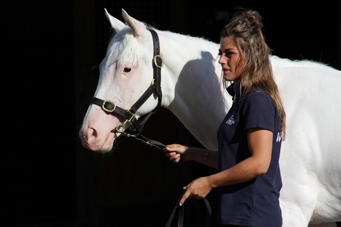 Windsor Park Stud's Alice Berry. - Photo: NZ Racing Desk