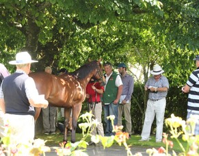 Auckland/Waikato yearling tour