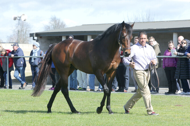 Multiple Group Two-winning stallion Ocean Emperor. - Photo: Trish Dunell