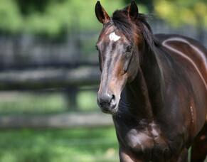 Exciting filly sets tongues wagging at Cambridge Stud