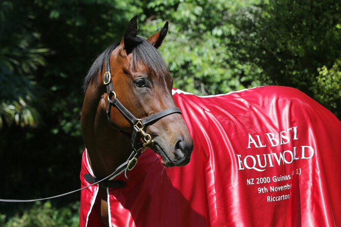 New Zealand Guineas winner Catalyst will line-up at Ellerslie on Saturday Photo: Trish Dunell