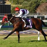 Ocean Park (above)  pictured winning the Gr 1 Lindauer New Zealand Stakes.  His dam Sayyida won the coveted 2013 New Zealand Broodmare of the Year Award.