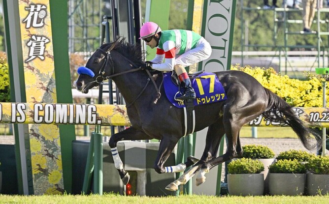 Durezza, ridden by Christophe Lemaire, wins the 84th Kikuka Sho on October 22 at Kyoto Racecourse, Japan. - Photo: JRA