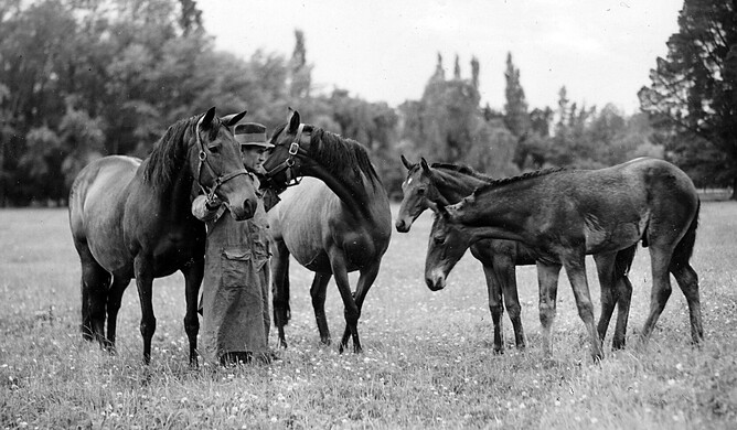 KEN AUSTIN inspects foals at Elderslie Stud in the 1930s