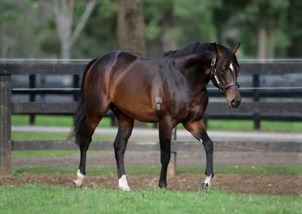 Niagara (AUS) (Encosta de Lago[AUS]-River Moon[AUS]) will stand for $5,000 + GST this season.