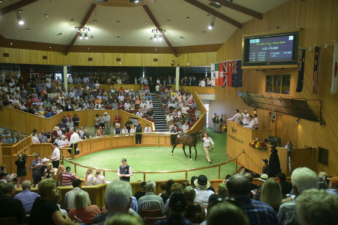New Zealand Bloodstock’s 2022 National Yearling Sale catalogues are now online. Photo: Trish Dunell