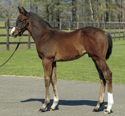 Satono Aladdin foals make impact