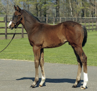 Satono Aladdin x Sea Spray colt which fetched 56,000,000yen. - Supplied