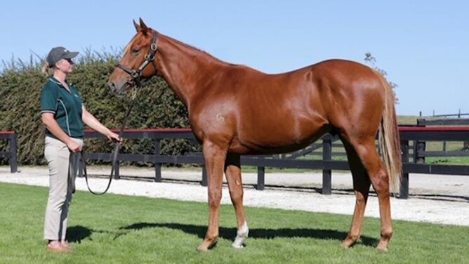 Turn Me Loose colt out of Lady Grace bought for $34,000  - Photo: Supplied