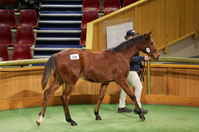 Lot 25, the Satono Aladdin x Henley Road filly - Photo: Trish Dunell