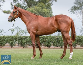 Strong start for rookie Kiwi sires on Gold Coast