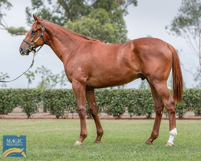 Lot 86 – the Belardo ex Anaween colt Photo credit: Supplied