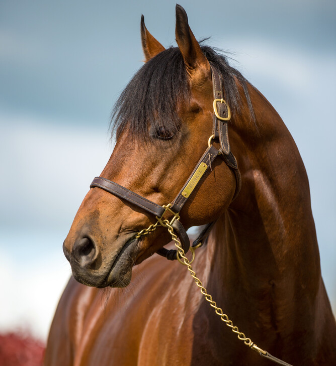 Charm Spirit - Sharon Lee Chapman