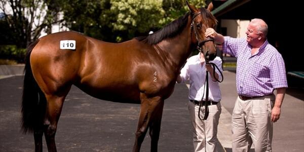 Te Akau principal David Ellis has led the buyers' bench at Karaka for the past 10 years. - Picture / Dean Purcell