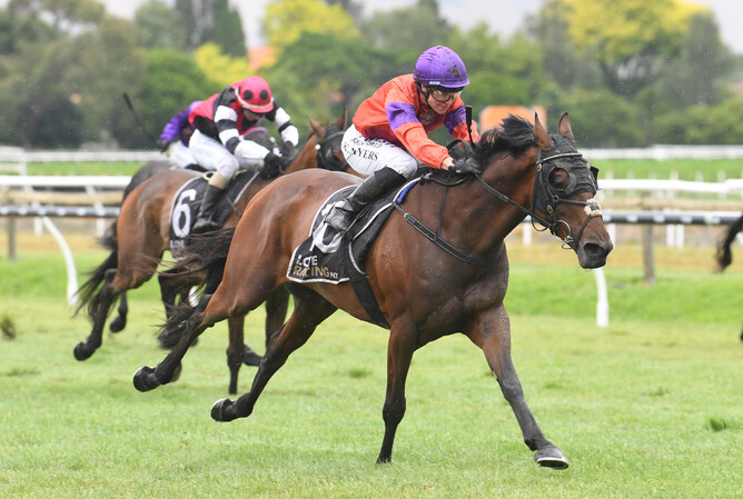 Canheroc strides away a dominant victor in the Listed Marton Jockey Club Marton Cup (2200m) at Hastings on Saturday. - Photo: Peter Rubery (Race Images Palmerston North)