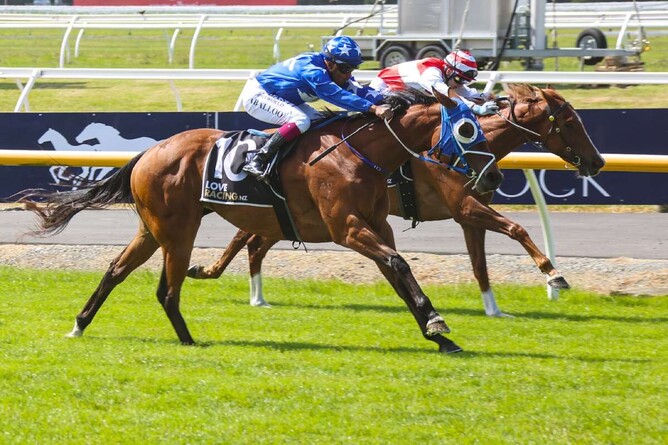 Lady Telena is one of 30 Lots online with bidding in the auction ending from 7pm (NZDT) on Monday 17th February.  - Photo: Race Images