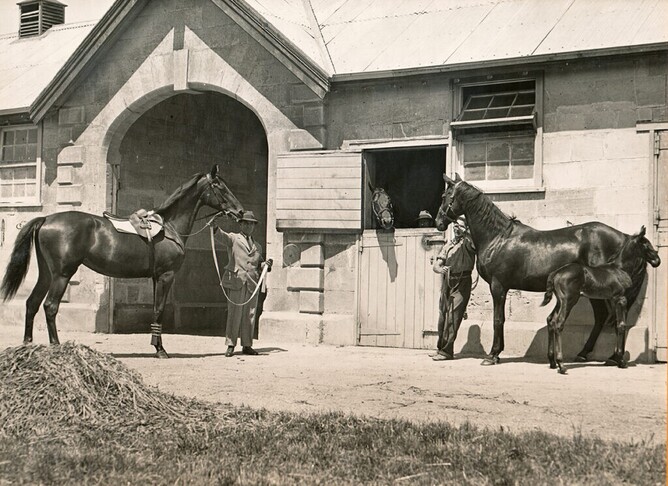 PHAR LAP‘s sire Night Raid looks out over his box door at Phar Lap’s dam Entreaty with her full-sister to Phar Lap at foot (later named Raphis and bought at auction by Ken Austin for 40 guineas). At left is Phar Lap’s two-year-old full sister Te Uira which later that season (1934-35) was sold to a UK stud for 2,000 guineas but failed to produce anything of note.
