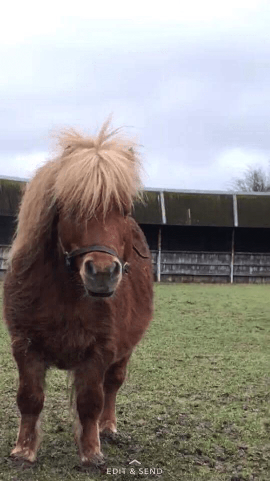 The peoples champion, Rod Stewart