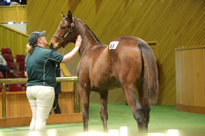 Lot 83, the joint top priced weanling of the sale - Trish Dunell