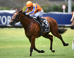 Highview colt flying high toward Millions