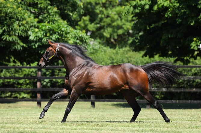 Little Avondale Stud stallion Time Test. Photo: Supplied