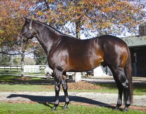 Two stallions for sale or lease