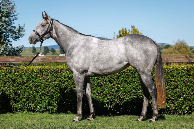 Grace 'N' Grey is one of Te Akau's mare to highlight the latest gavelhouse.com auction - Photo: Supplied