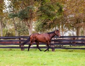 Hello Youmzain Retired