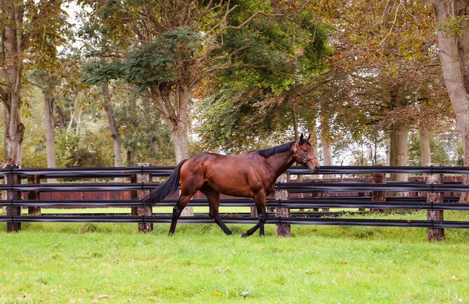 Hello Youmzain will shuttle to Cambridge Stud next year. Photo: Supplied